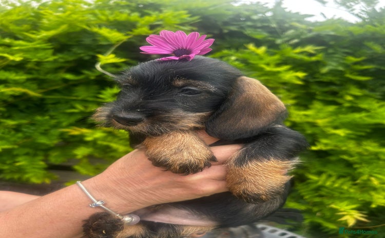 Miniature Dachshund dogs - Advert 6