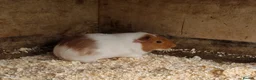 Guinea Pig rodents for sale: Young male guineapig  - Advert 2
