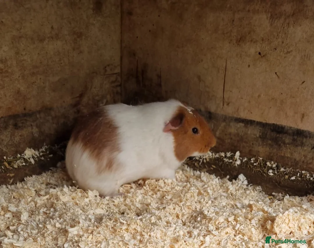 Guinea Pig rodents for sale: Young male guineapig  - Advert 2