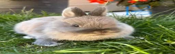 Netherland Dwarf rabbits for sale: Netherland Dwarf Rabbits For Sale - Advert 1