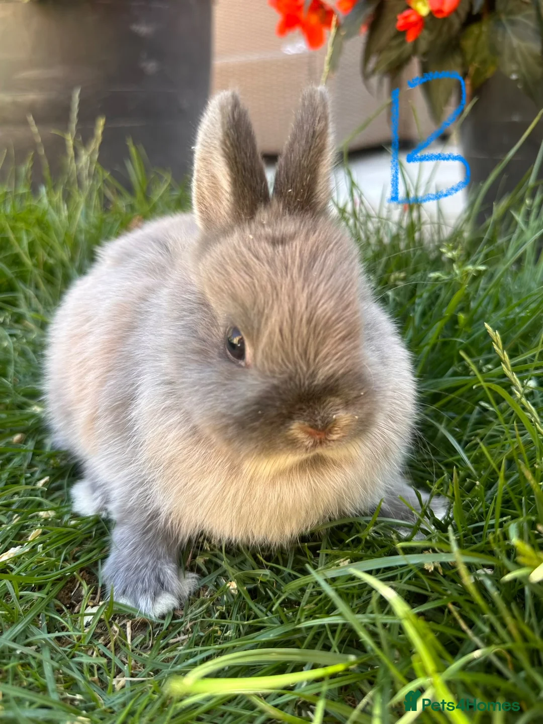 Netherland Dwarf rabbits for sale: Netherland Dwarf Rabbits For Sale - Advert 1