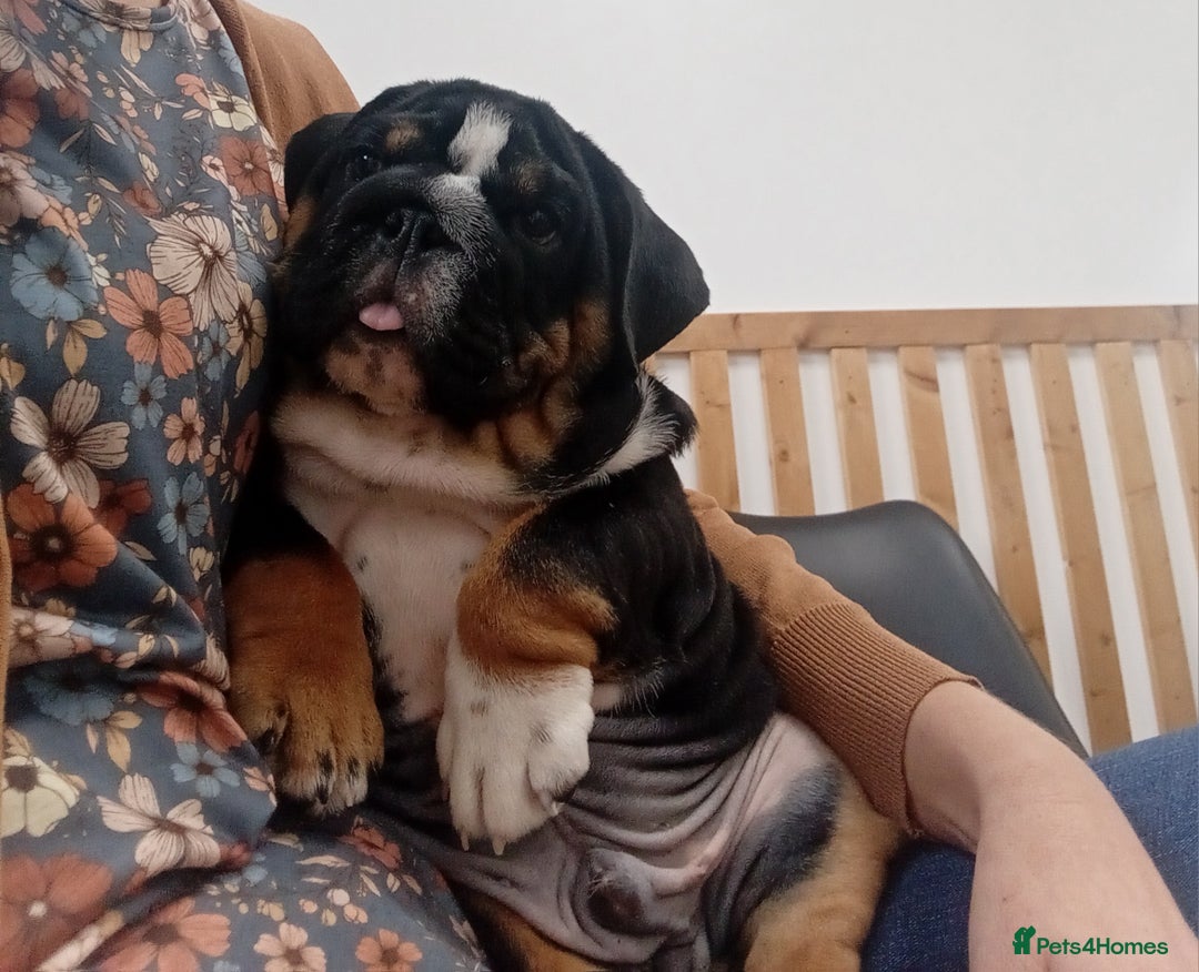 English Bulldog dogs for sale: HEALTHY HAPPY QUALITY PEDIGREE ENGLISH BULLDOG  - Image 5