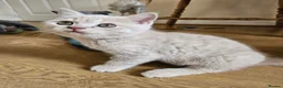 British Shorthair cats for sale: Champion lines British Shorthair kittens  - Advert 16