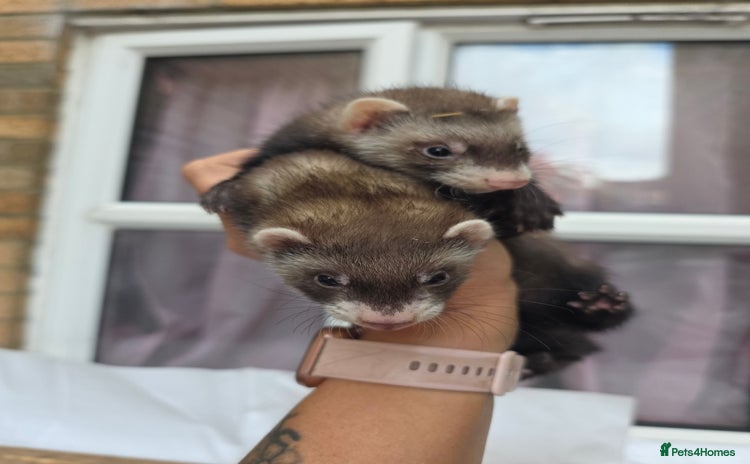 Ferret rodents - Advert 3
