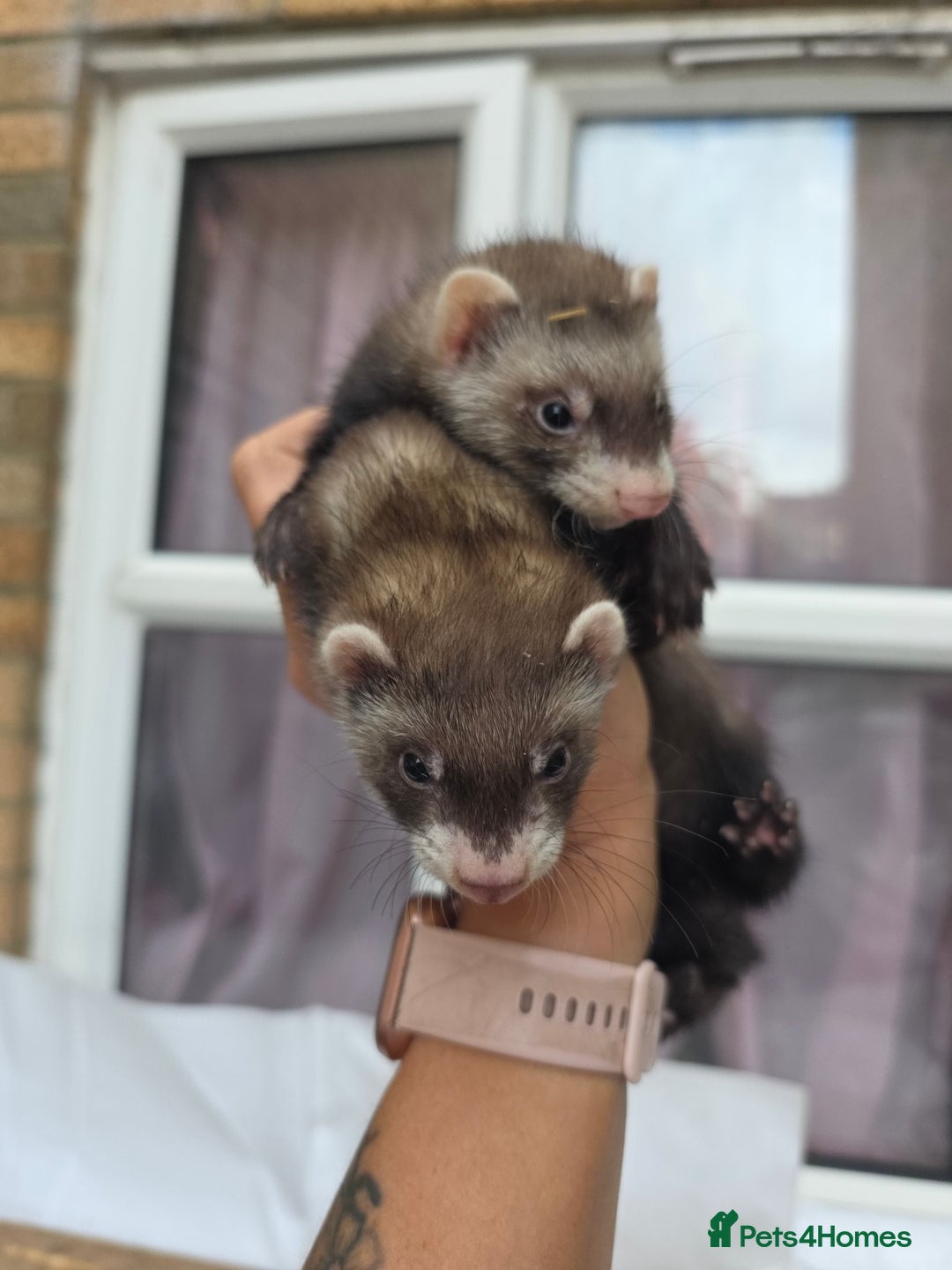 Ferret rodents for sale: 2 baby ferrets - Image 1
