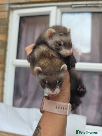 Ferret rodents - Advert 16
