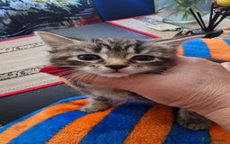 European cats for sale: Three awesome girls - Image 2