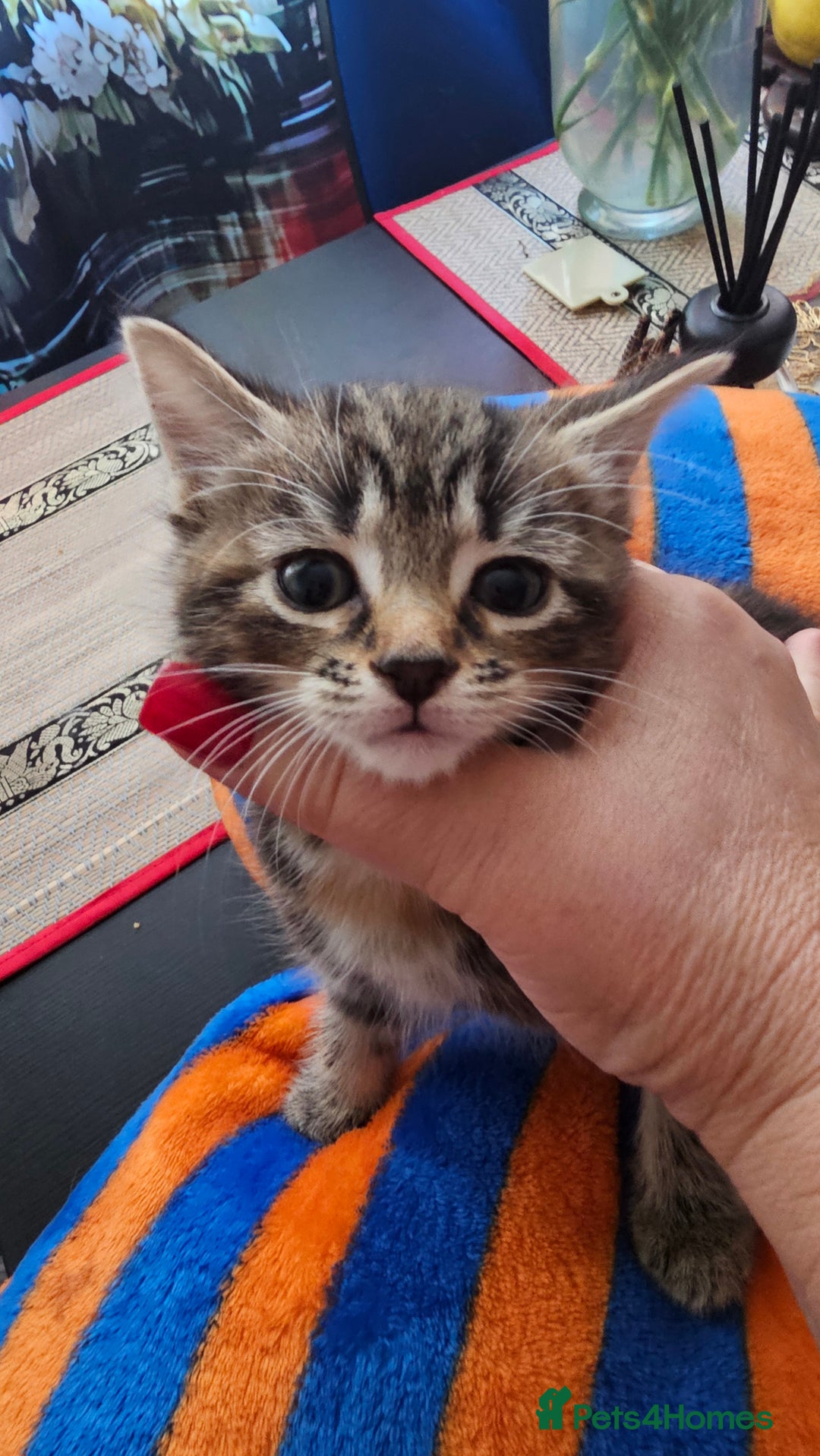 European cats for sale: Three awesome girls - Image 2