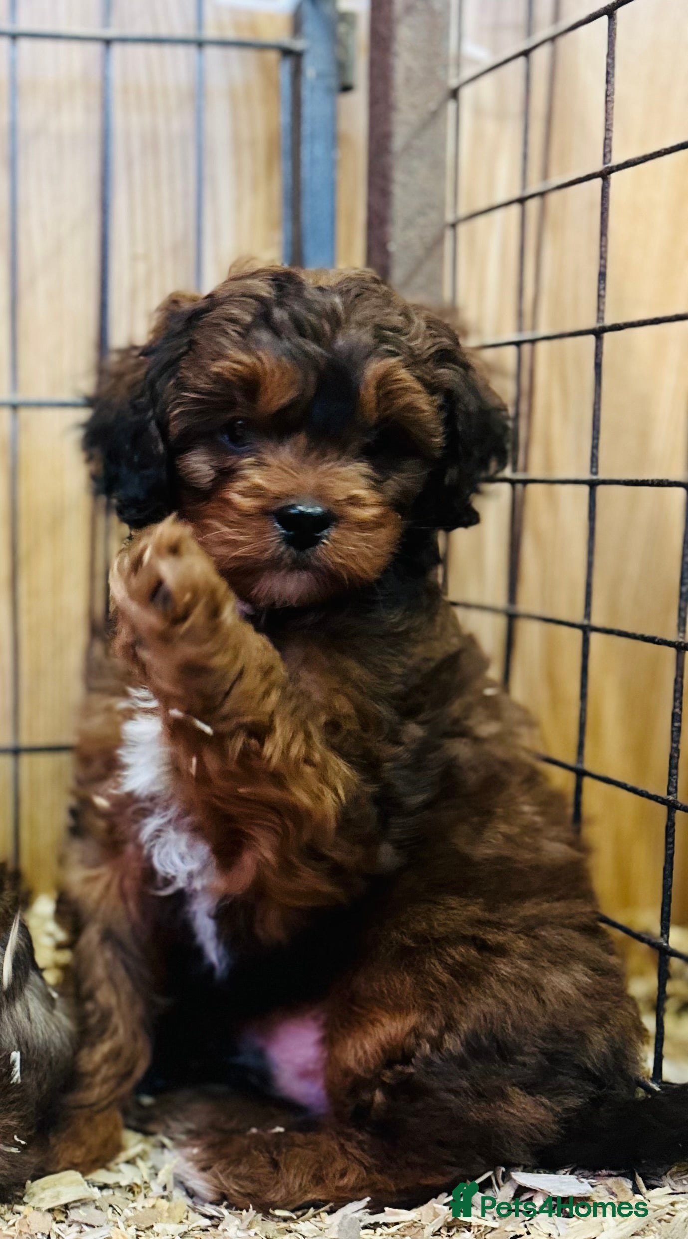 Shihpoo dogs Brother and sister allReady bags packed 🐶🐶 - Advert 1