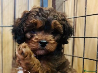 Shihpoo dogs Brother and sister allReady bags packed 🐶🐶 - Advert 1