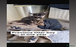 Chihuahua dogs for sale: ❤️Health tested tiny Chihuahua puppies❤️ - Image 16