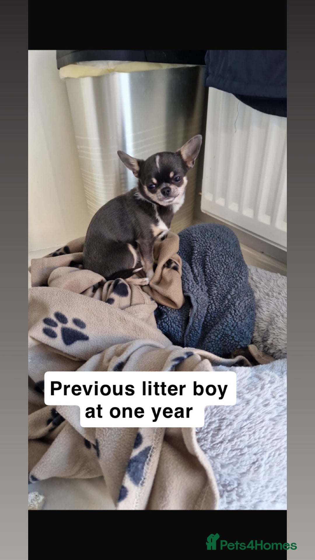 Chihuahua dogs for sale: ❤️Health tested tiny Chihuahua puppies❤️ - Image 16