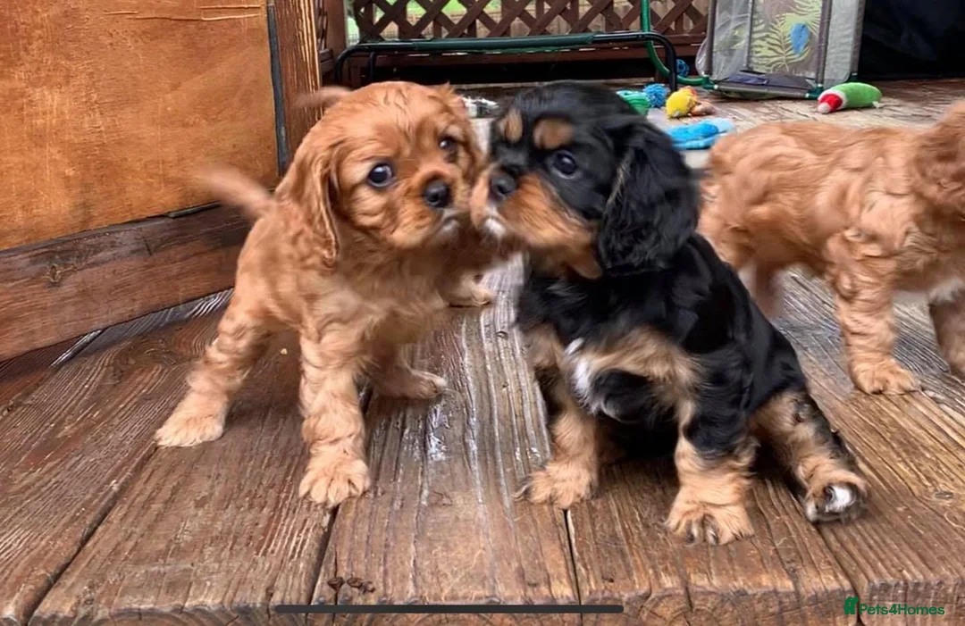 Cavalier King Charles Spaniel dogs for sale: Affectionate Cavalier King Charles Spaniel Puppies in Bolton - Advert 8