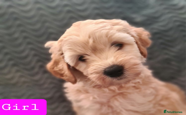 Labradoodle dogs ⭐✨ Mini Labradoodles Multigen - F1b Parents 🐾✨  - Advert 6