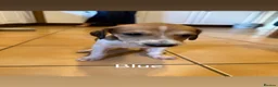 Saluki dogs for sale: Saluki greyhound puppies- Boys in Dover - Advert 28
