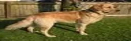 Golden Retriever dogs for sale: 0-0 HIP Ethically Bred quality Golden Retrievers  - Advert 7