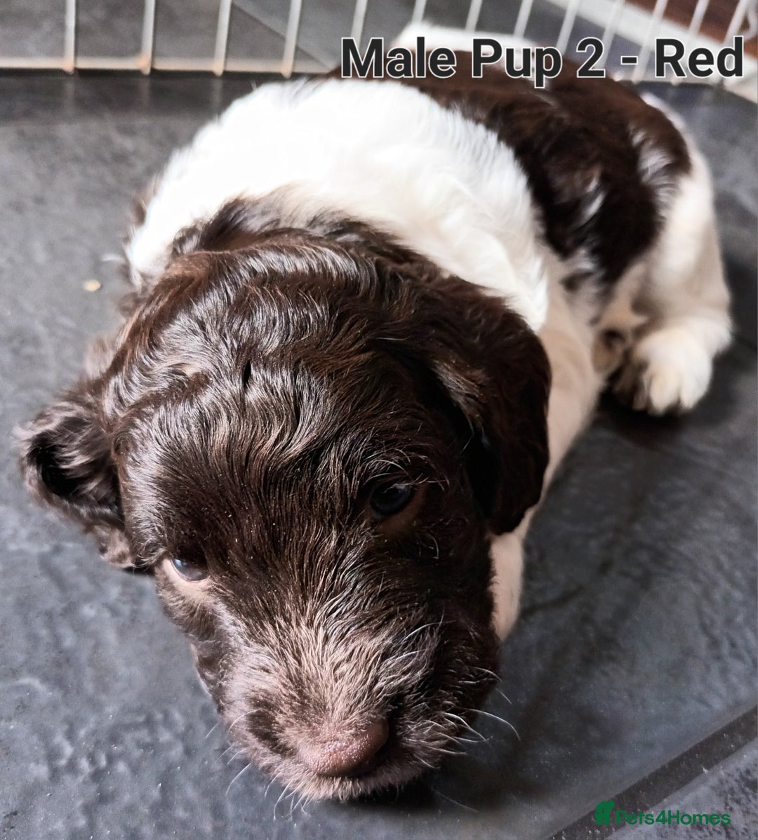 Sproodle dogs for sale: F1 Parti Sproodles 💥 REDUCED 💥 LAST TWO MALES 💥 in Kidderminster - Image 8