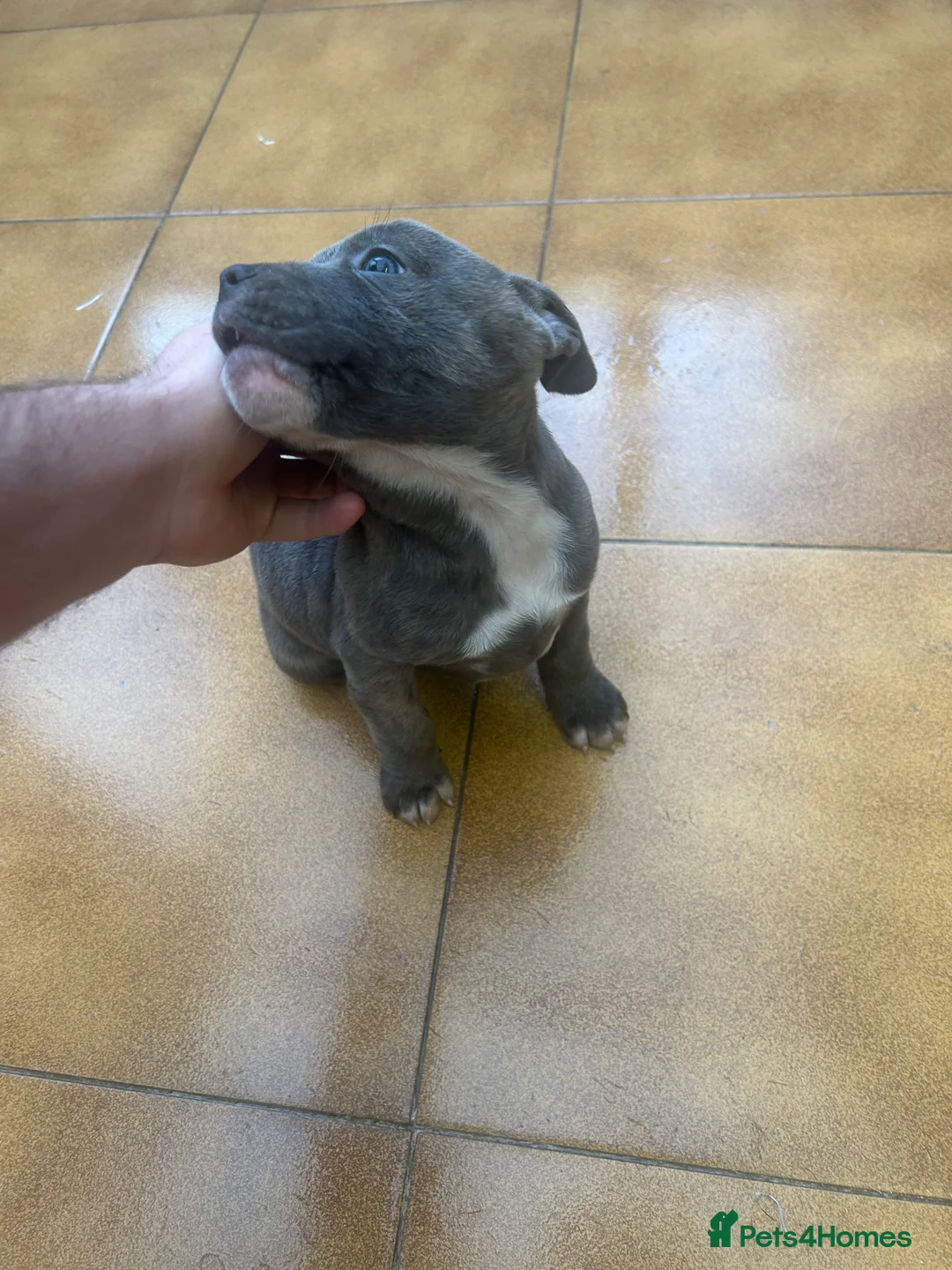 Staffordshire Bull Terrier dogs for sale: Adorable Blue-Eyed Grey Staffordshire Bull Terrier - Advert 14