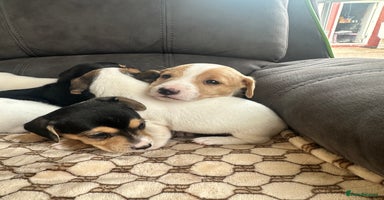 Mixed Breed dogs - Advert 10