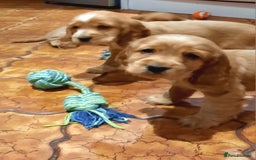 Cocker Spaniel dogs for sale: Golden cocker spaniel  - Image 7