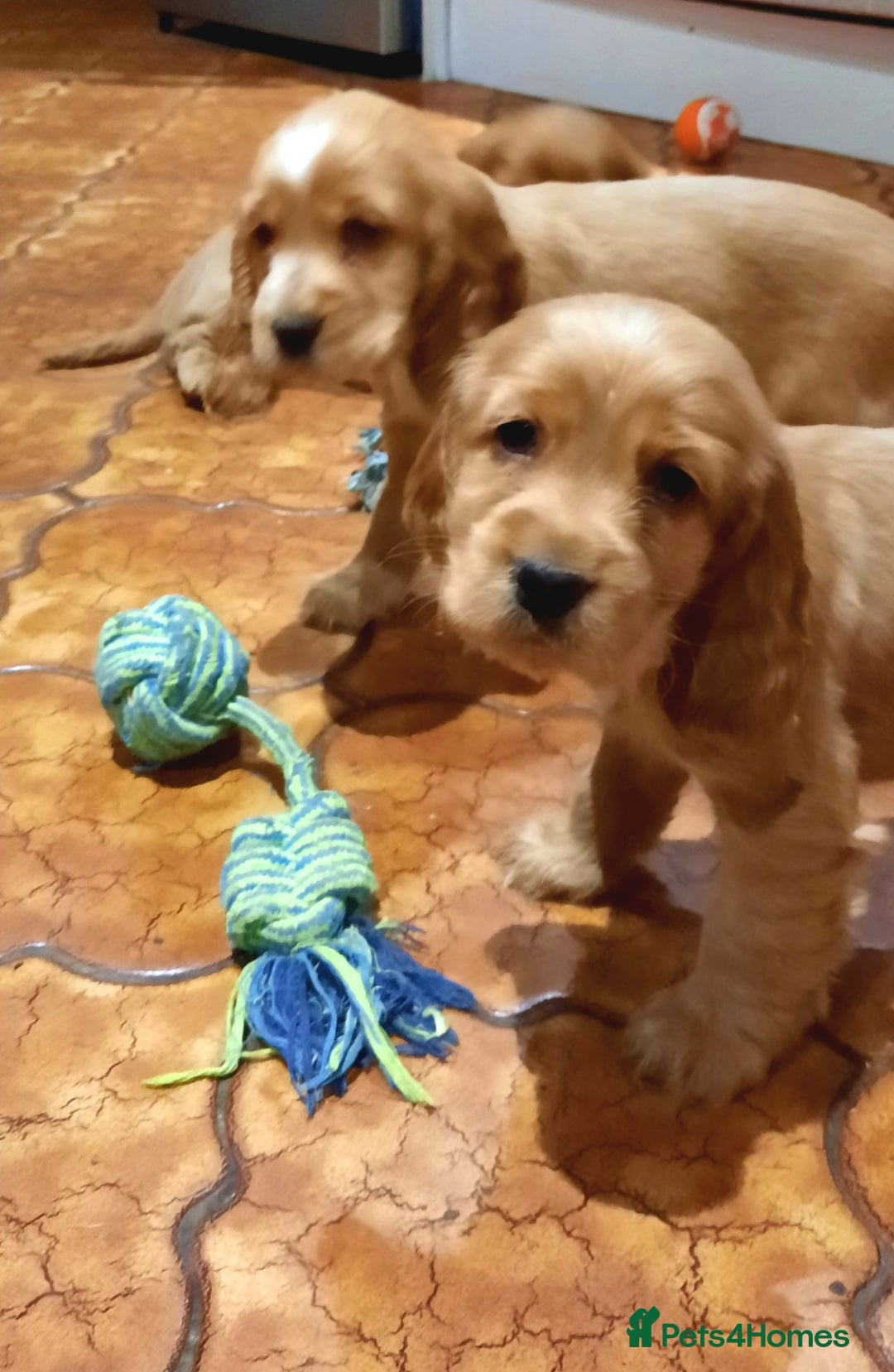 Cocker Spaniel dogs for sale: Golden cocker spaniel  - Image 7