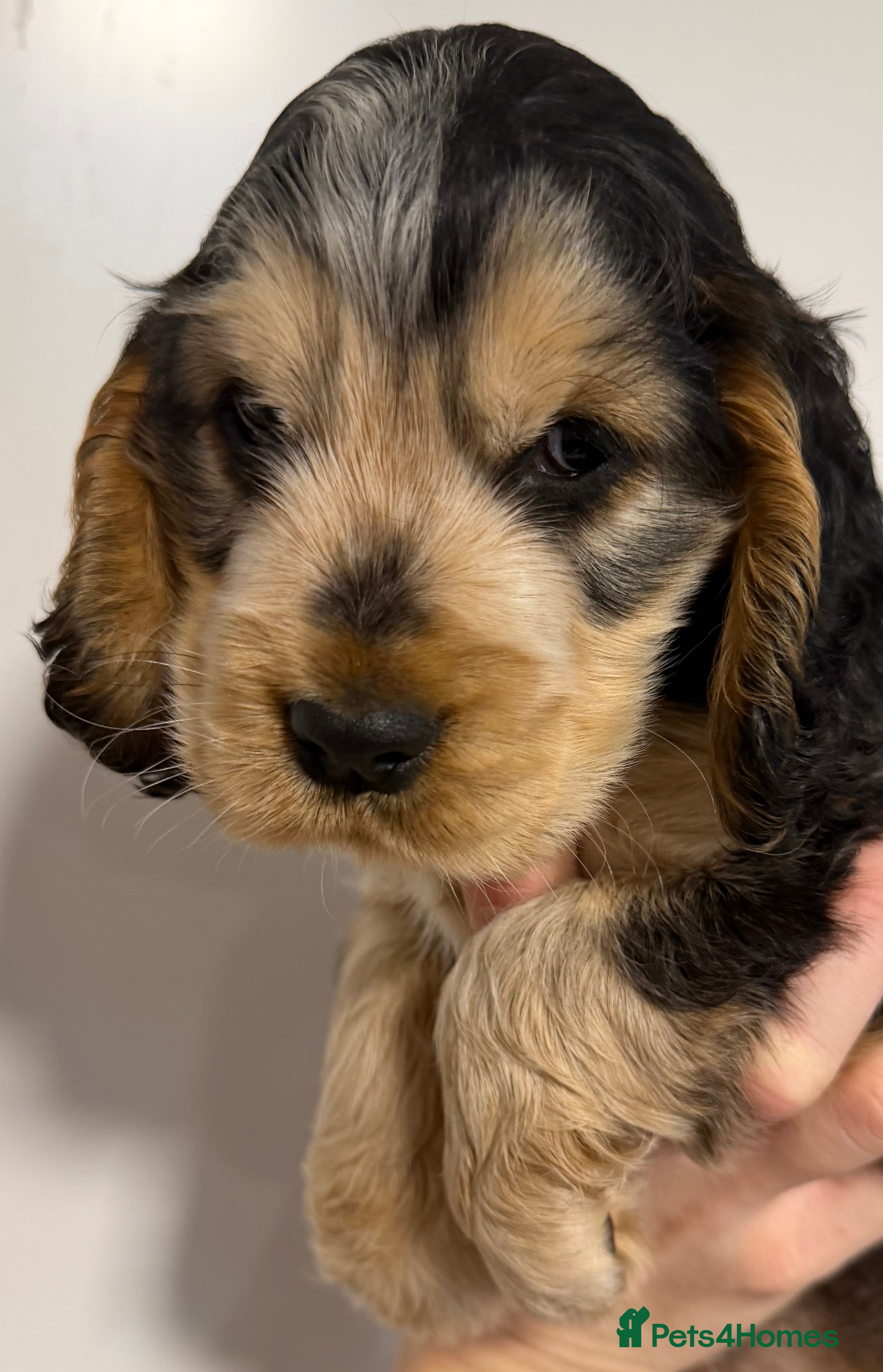 Cocker Spaniel dogs Champion Bloodlines KC Reg Show Cocker Spaniels - Advert 10