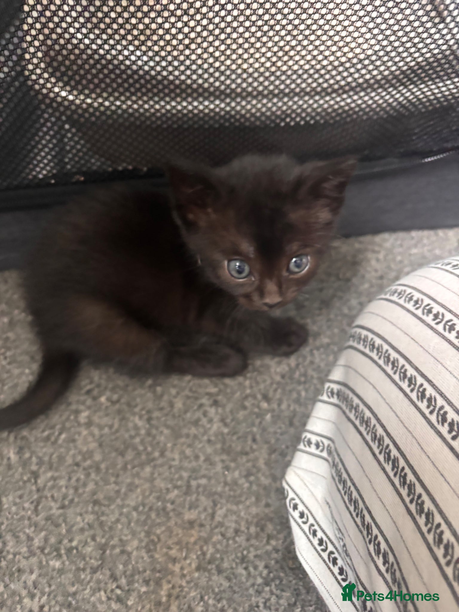 Mixed Breed cats for sale: Male kittens - Advert 10