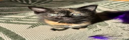 Ragdoll cats for sale: Mink Ragdoll x BSH Aqua Eyes adorable ready now! - Advert 17