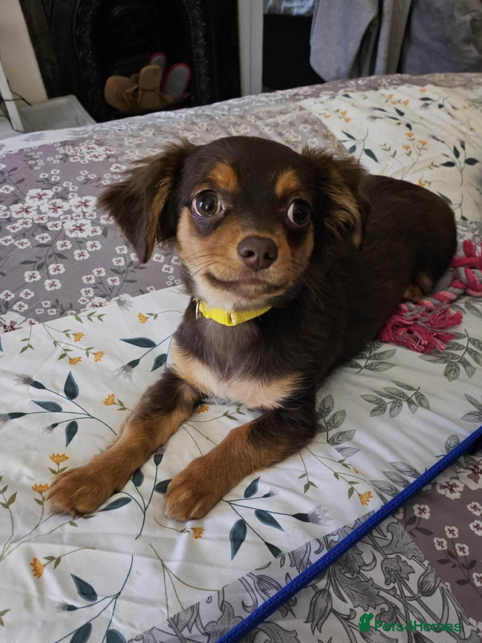 Chiweenie dogs 13 month old chiweenie  - Advert 14