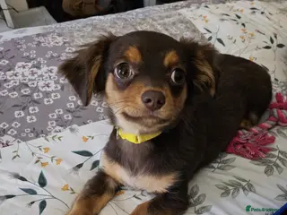 Chiweenie dogs 13 month old chiweenie - Advert 1