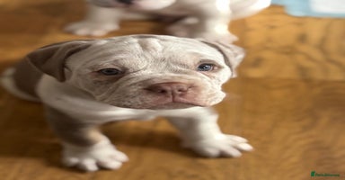 Mixed Breed dogs - Advert 15