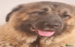 Caucasian Shepherd Dog dogs for sale: Caucasian Shepherd Female 1 Year and 10 months - Image 6