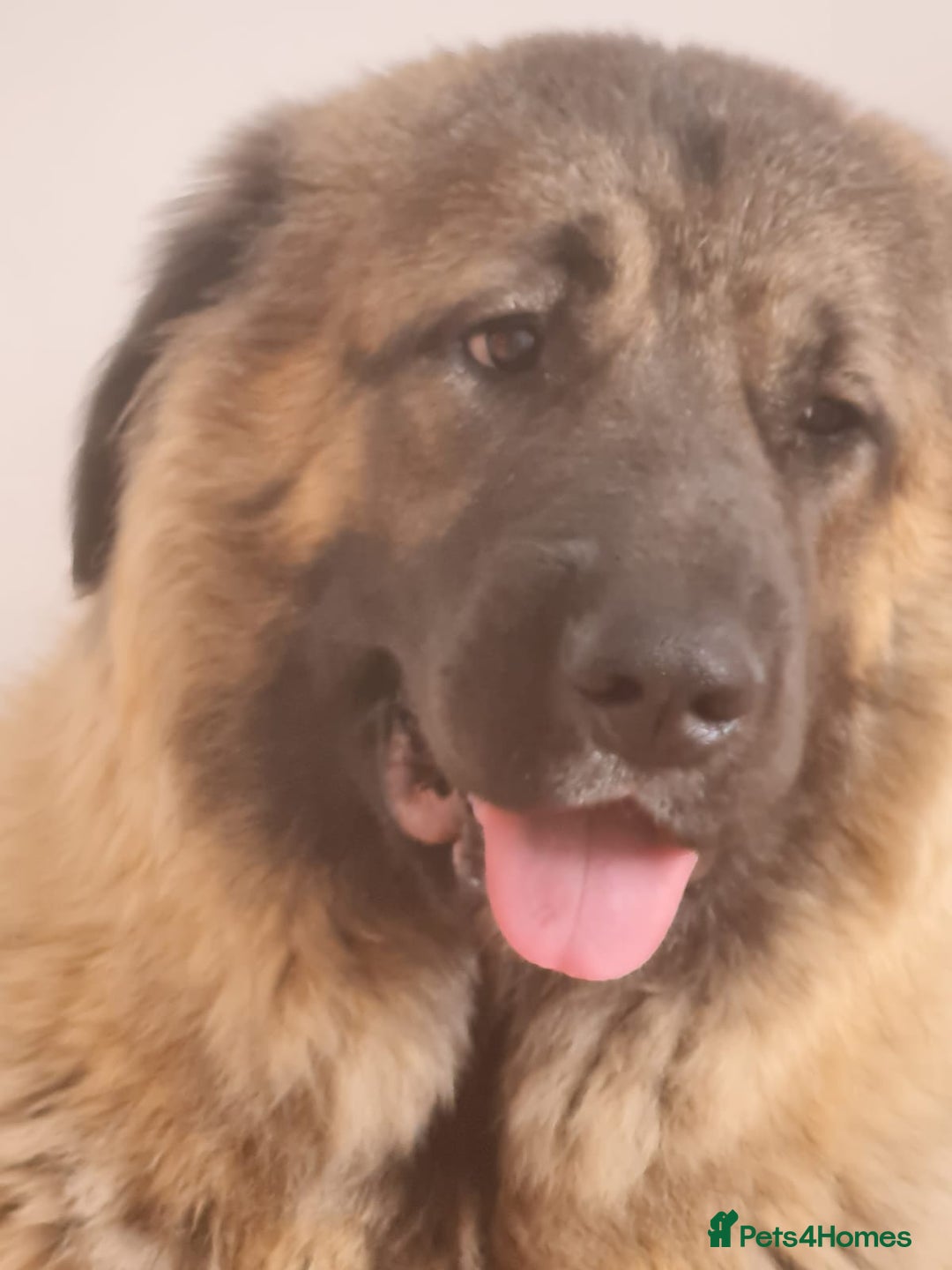 Caucasian Shepherd Dog dogs for sale: Caucasian Shepherd Female 1 Year and 10 months - Image 6