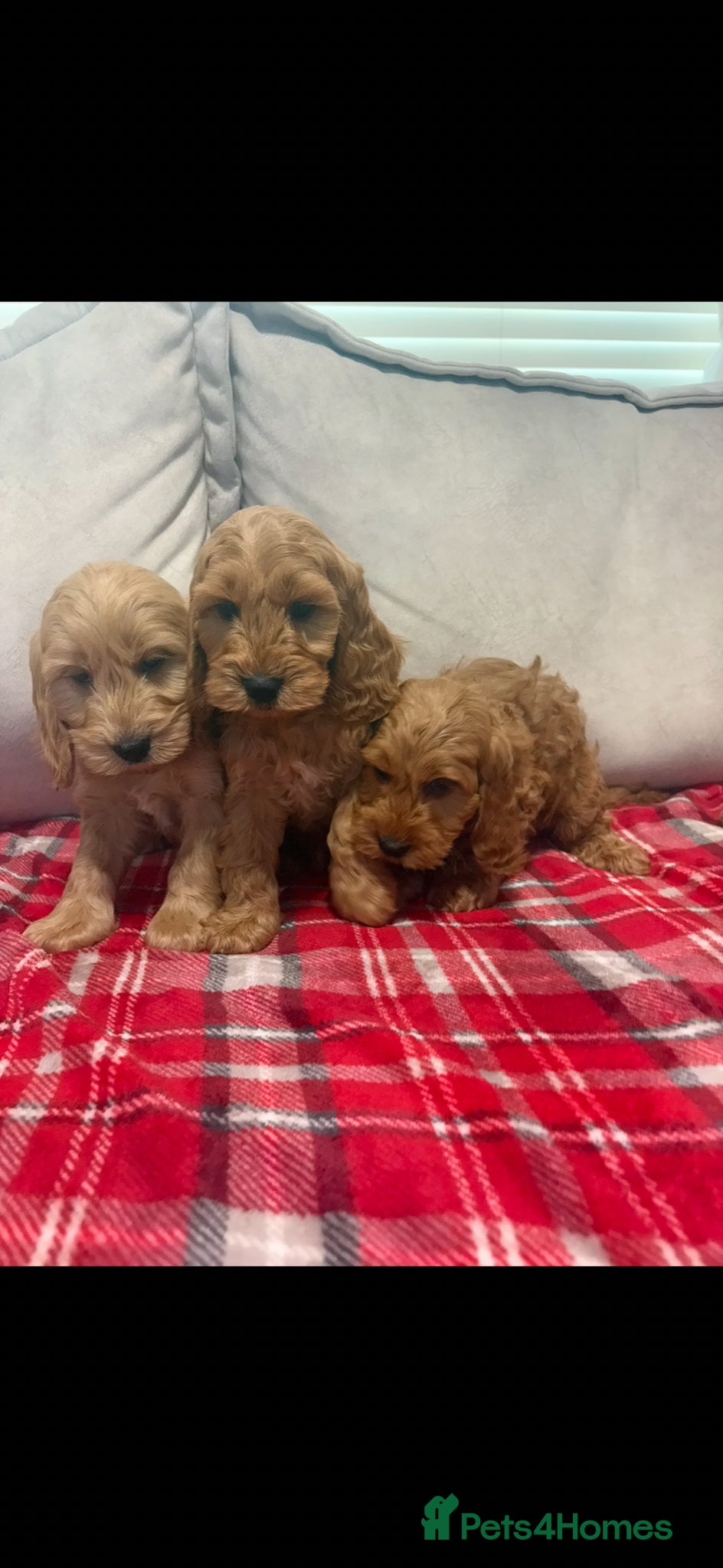 Cockapoo dogs for sale: Stunning red F1b cockapoo puppy’s ready to go  - Advert 10