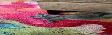 British Shorthair 4