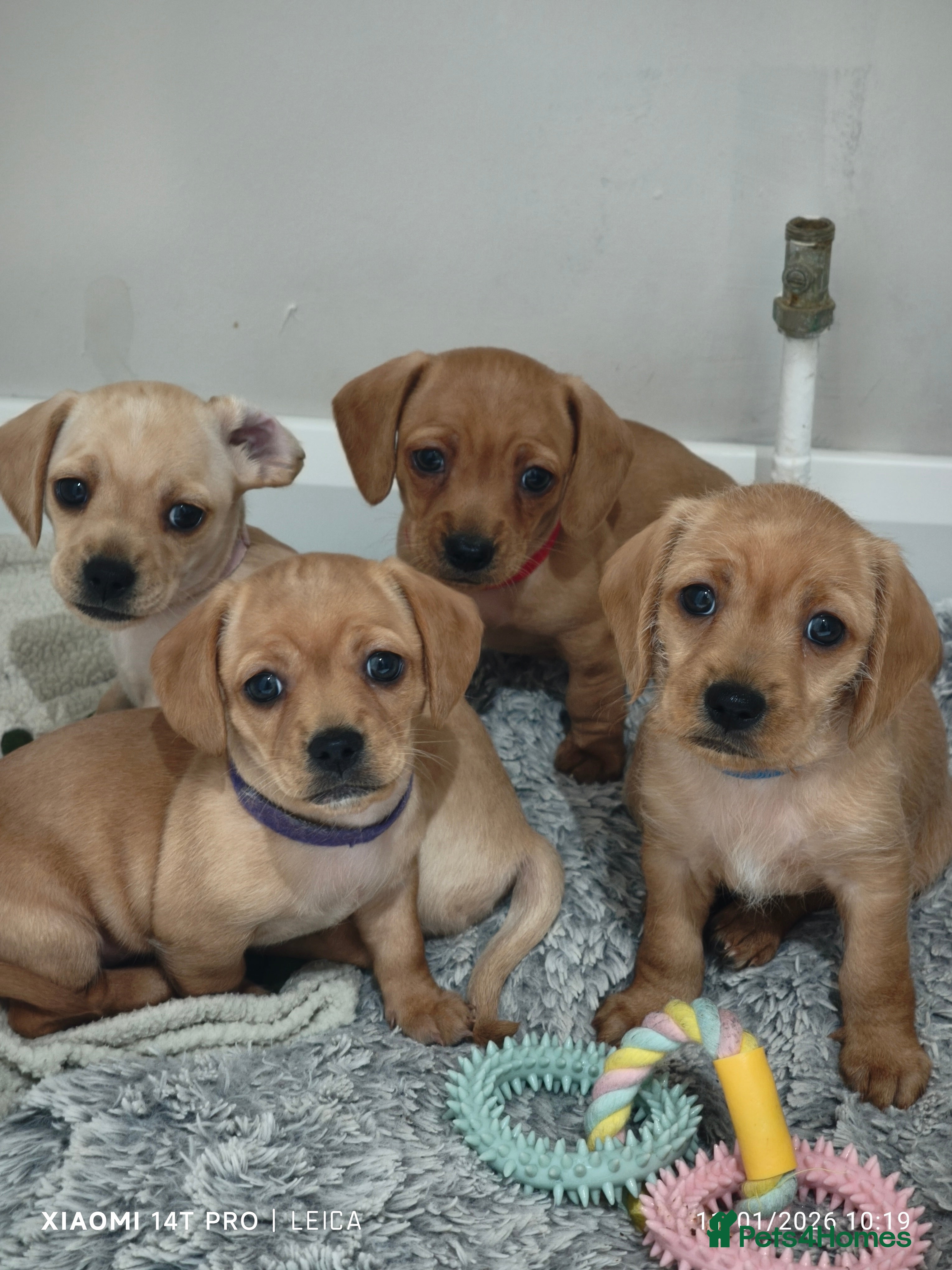 Mixed Breed dogs Red Miniature Dachshunds x WestiePoo - Advert 12