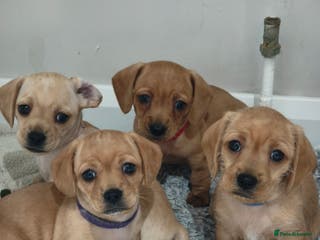 Mixed Breed dogs Red Miniature Dachshunds x WestiePoo - Advert 16