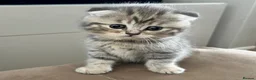 Scottish Fold cats for sale: PUREBRED Scottish fold kittens  - Advert 1