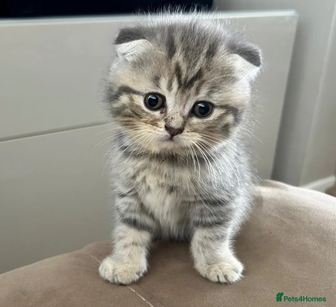 Scottish Fold cats for sale: PUREBRED Scottish fold kittens  - Advert 1