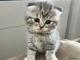 Scottish Fold cats Scottish fold kittens-Both parents TICA registered - Advert 11