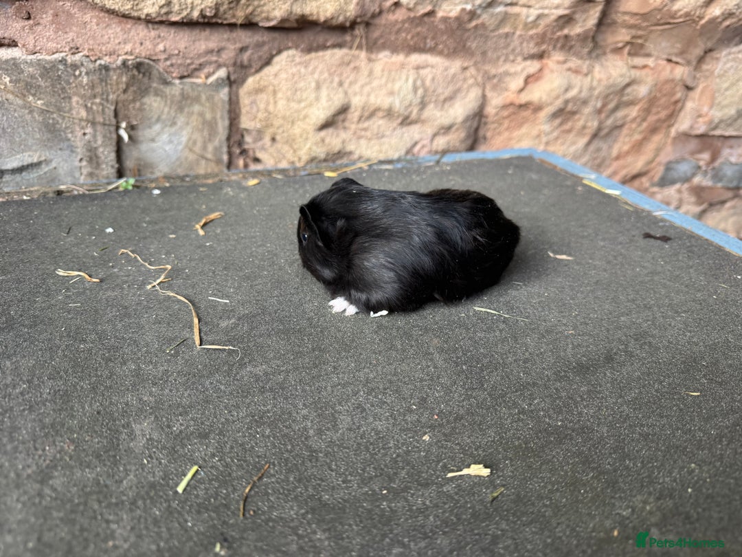 Guinea Pig rodents for sale: Beautiful baby male guinea pigs  - Advert 5