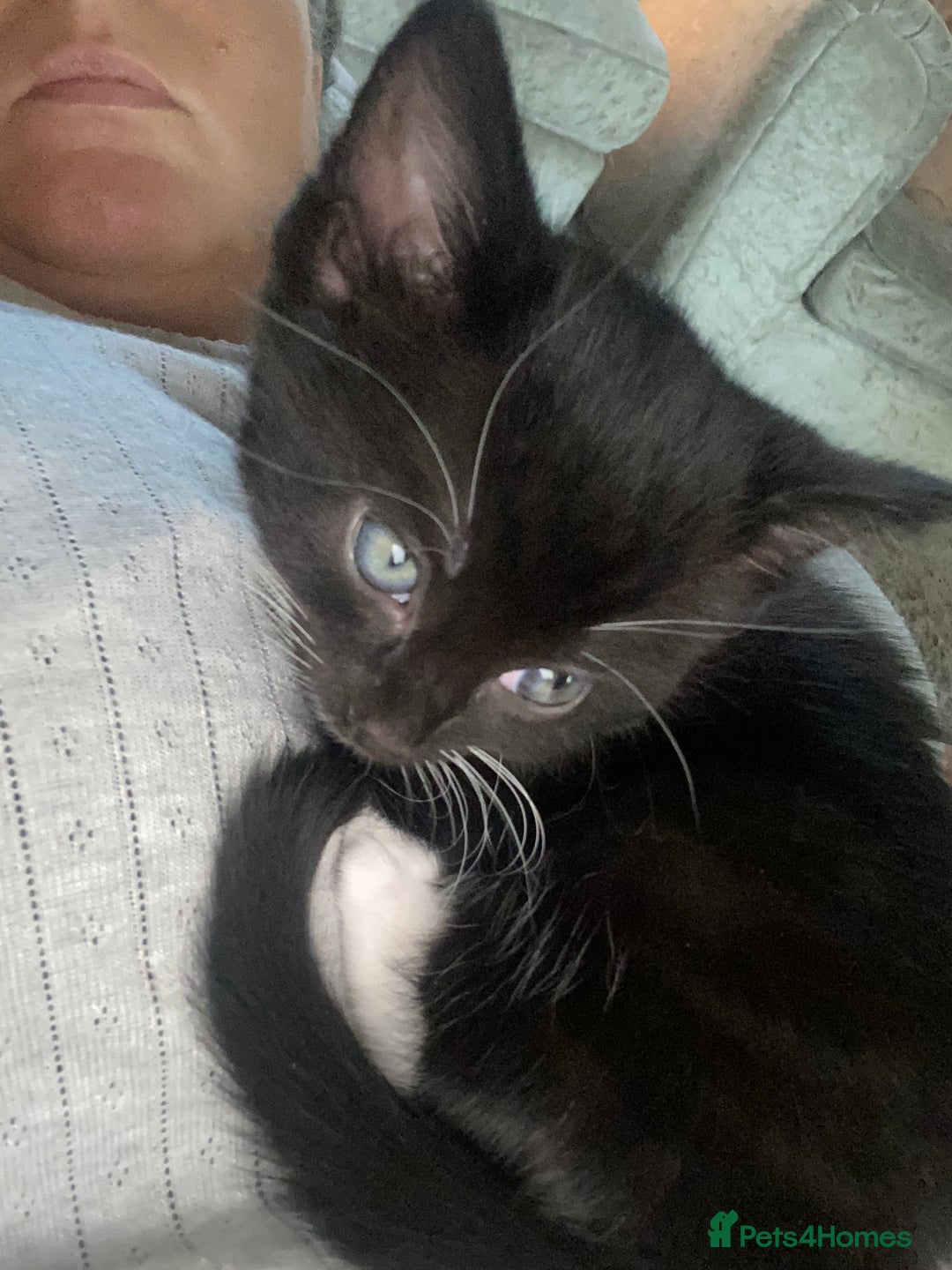 Mixed Breed cats for sale: Ready for new home 2 FEMALE KITTENS - Image 2