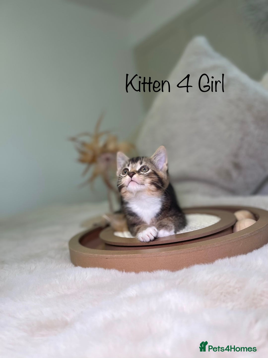 Mixed Breed cats for sale: Beautiful kittens 8 weeks old ready now  - Advert 14