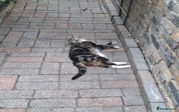 Domestic Shorthair cats for sale: Two 3 year old cats for sale - Image 3