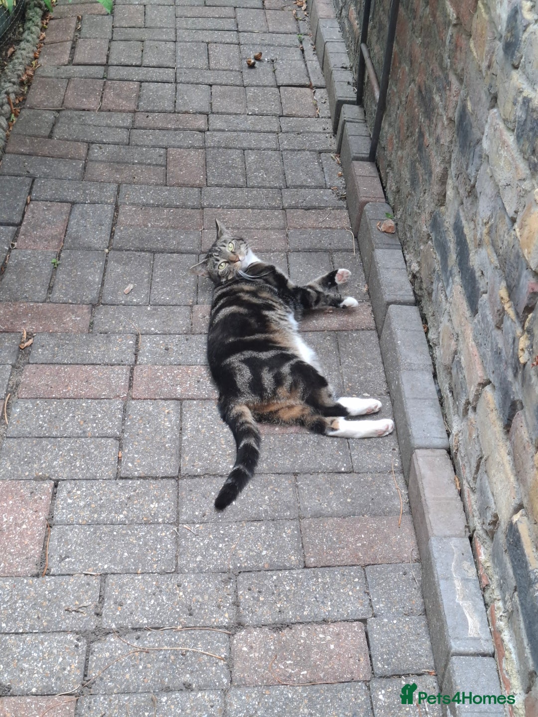 Domestic Shorthair cats for sale: Two 3 year old cats for sale - Image 3