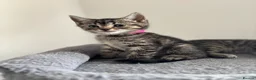 Maine Coon cats for sale: Adorable Mix Maine coon & American shorthair  - Advert 5