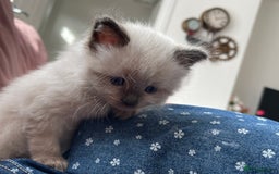Ragdoll cats for sale: Gorgeous Ragdoll Kittens - Image 6
