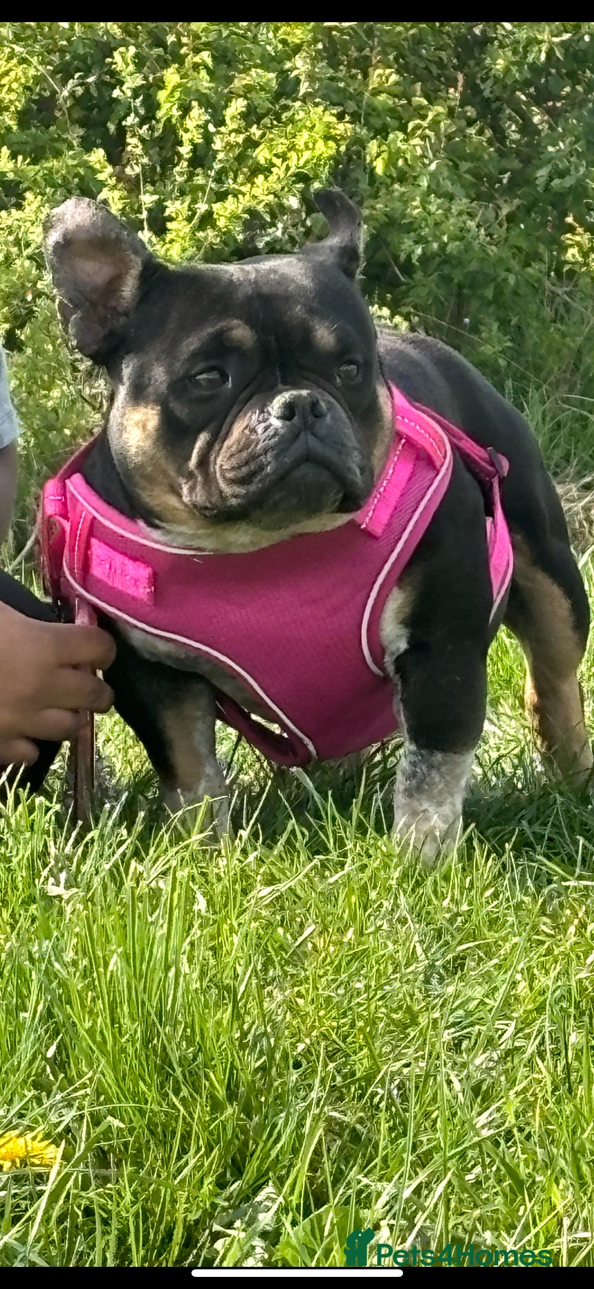 American Bully dogs American exotic bully - Advert 7