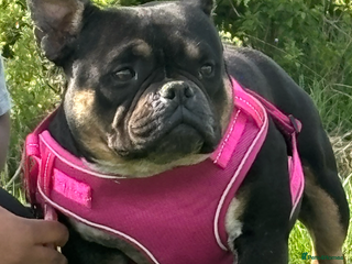 American Bully dogs - Advert 1