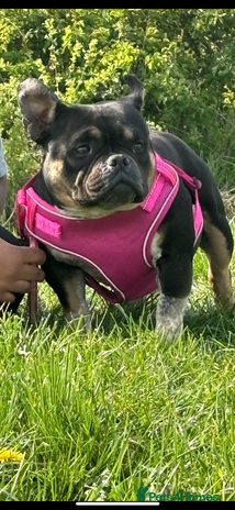 American Bully dogs - Advert 1